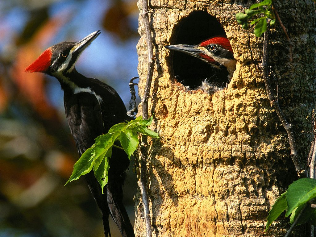 Pileated Woodpeckers